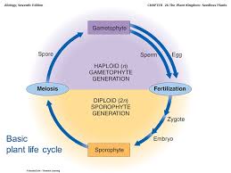 Maybe you would like to learn more about one of these? Copyright C 2005 Brooks Cole Thomson Learning Biology Seventh Edition Solomon Berg Martin Chapter 26 The Plant Kingdom Seedless Plants Ppt Download