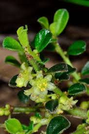 Image result for Cyperus hirtellus