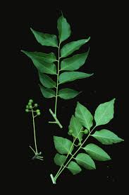 Image result for Clausena anisata