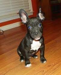 French bulldog pitbull mix appearance french bulldog pitbull mix puppies can look like one parent more than the other or be a mixture of the two. American French Bull Terrier Dog Breed Information And Pictures