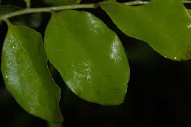 Image result for Opilia amentacea