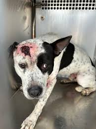 How to help an injured stray dog in Fort Worth?
