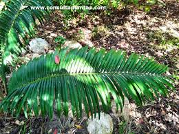 Image result for Encephalartos villosus