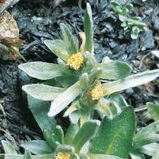 Image result for Gnaphalium unionis