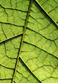 Image result for Acacia welwitschii