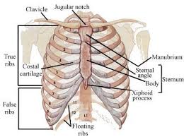 Oblique superior aspect of the rib cage. Skeletal Series Part 5 The Human Rib Cage These Bones Of Mine