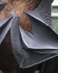 From the outside, a folded bird wing is practically just the lower arm, with the tips of the primary remiges sticking out behind. The Sky Calls To Us Do You Have Any Tips Or Tricks For Drawing Dragon