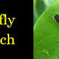 Firefly Watch