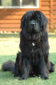 Newfoundland Dog Wikipedia