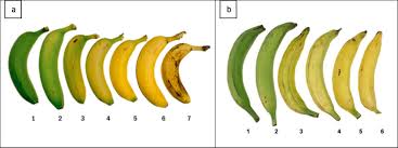 Image result for Synsepalum muelleri