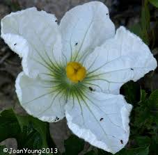 Image result for Lagenaria sphaerica