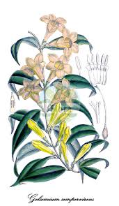 Image result for Gelsemiaceae