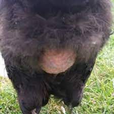 There are four breeds of chicken that have black insides, and all of them possess the same genetic mutation. Chickens With Bleeding Bottoms Big Fluffy Orpingtons