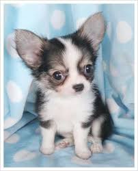 Adorable Chihuahua Puppies Chihuahua Dogs Cute Baby Animals