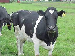 Check spelling or type a new query. Hitam Dan Putih Lembu Baka Ciri