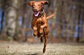 Vizsla puppies for sale dallas tx. Vizsla Puppies Cheap Online