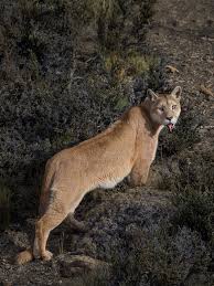 Sitio web dedicado al pumas unam con las últimas noticias del equipo, sus jugadores y comando técnico. What One Photographer Learned After Spending Nearly A Year With Pumas