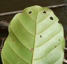Image result for Uapaca guineensis