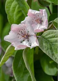 Image result for Cydonia