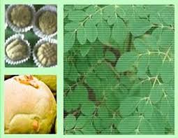 Resep kue bolu kukus memang banyak macam dan ragamnya. 5 Bisnis Kue Paling Unik Dari Daun Kelor Hingga Lidah Buaya Diedit Com