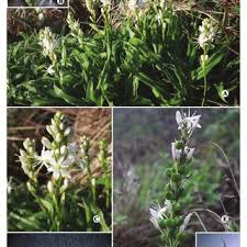 Image result for Chlorophytum zingiberastrum