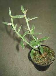 Image result for Monadenium rugosum