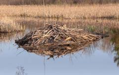 Beaver | Forestry and Natural Resources