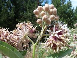 Image result for Asclepias schumanniana