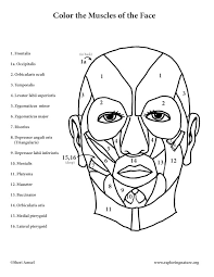 Match city from aerial view puzzle. Muscles Of The Face Coloring Page