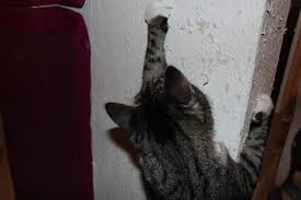 Systematisch untersucht werden die fälle nicht. 5 Grunde Warum Katzen An Tapeten Kratzen Und Losungen