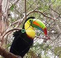 Creando un hermoso aviario para pájaros al aire libre