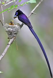 Pin On Birds