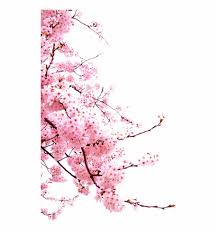 Pngtree memberi anda 98,405 gambar bunga png, vektor, clipart, dan file psd transparan gratis. Bunga Png Japanese Cherry Blossom Png 888109 Png Images Pngio