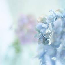 Maybe you would like to learn more about one of these? Pastel Blue Hydrangea Pastel Blue Color Pastel Flowers Pastel Blue