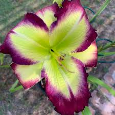 Photo of the bloom of Daylily (Hemerocallis 'Bill Waldrop') posted by Betja 