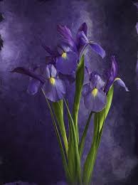 Untitled Mistymorrning Www Pinterest In 2020 Iris Flowers Flower Photos Flower Painting