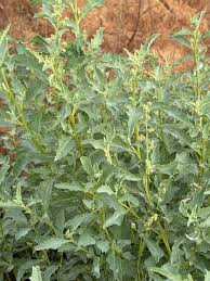 Image result for Mechowia grandiflora