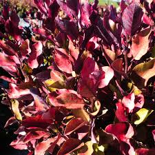 Image result for Pseudovigna