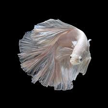 Bangkok Thailand Based Photographer Visarute Angkatavanich Captures The Stunning Movements Of Siamese Fighting Siamese Fighting Fish Betta Fish Beautiful Fish