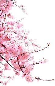 Stiker patch bordir buket bunga mawar diy. Download Bunga Png Japanese Cherry Blossom Png Full Size Png Image Pngkit
