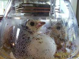 If conditions are not too dry they will remain viable for 2 weeks. Turkeys Breeding Hatching And Brooding Community Chickens