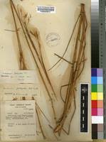 Image result for Andropogon fastigiatus