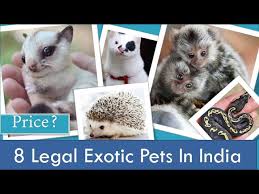 Maybe you would like to learn more about one of these? Exotic Pets In India You Can Buy Legally L With Price 2020 L Iguana L Monkey L Hedgehog L Squirrel Youtube