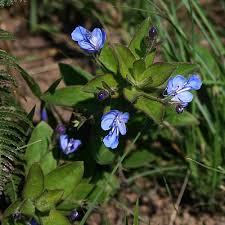 Image result for Rotheca hirsuta