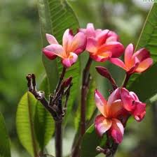 Image result for Plumeria rubra
