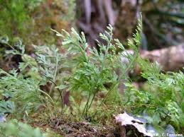 Image result for Polyphlebium borbonicum
