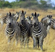 Map of africa where zebras live. 10 Facts About Zebras Almanac Surfnetkids
