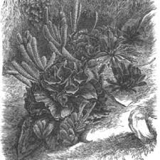 Image result for Tinnea antiscorbutica