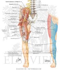 We did not find results for: Femoral Nerve And Lateral Femoral Cutaneous Nerves