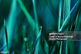 540 Sharon Grass Stock Photos, High-Res Pictures, and Images